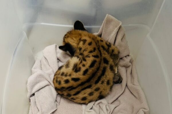 Filhote de onça-parda é resgatado em Cardoso e levado ao Zoobotânico de Rio Preto