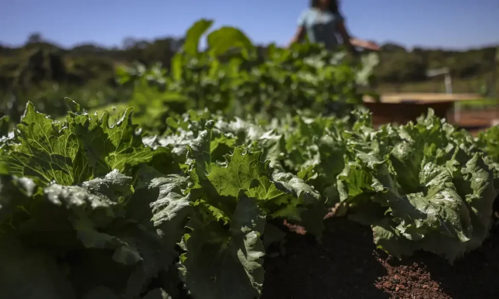 Acordo encerra conflito histórico e garante terras a 3 mil famílias no Paraná