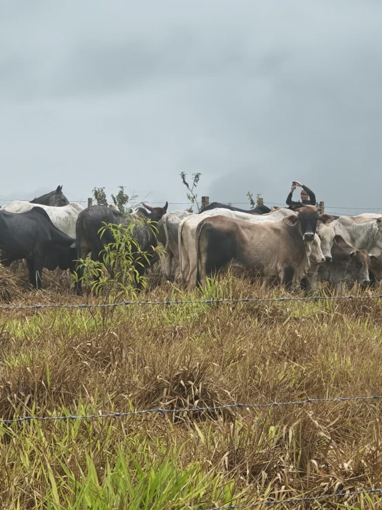 Polícia Ambiental recupera 30 cabeças de gado furtadas na região noroeste paulista