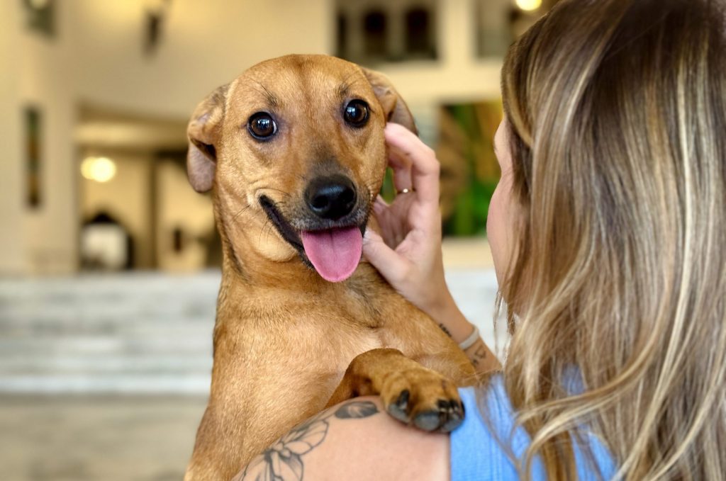 Ação oferece serviços gratuitos para pets neste sábado em Rio Preto