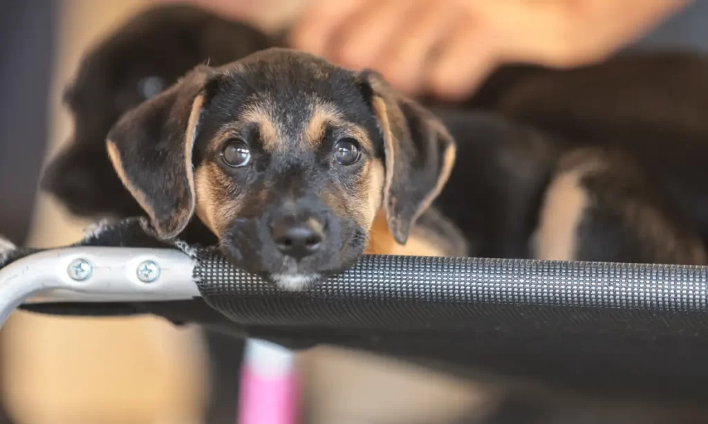 Ranking Caramelo aponta distritos com melhor qualidade de vida para cães