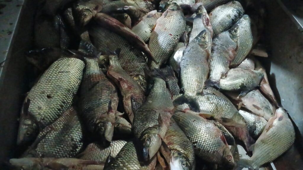 Polícia Ambiental apreende 132 quilos de peixes capturados ilegalmente em Colômbia