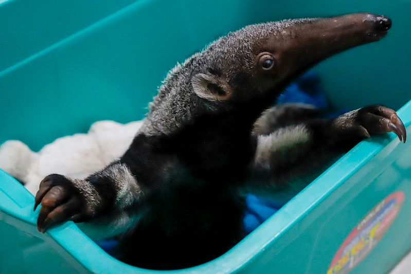 Tamanduá é escolhido para homenagear o Dia da Vida Selvagem no Zoo de Rio Preto