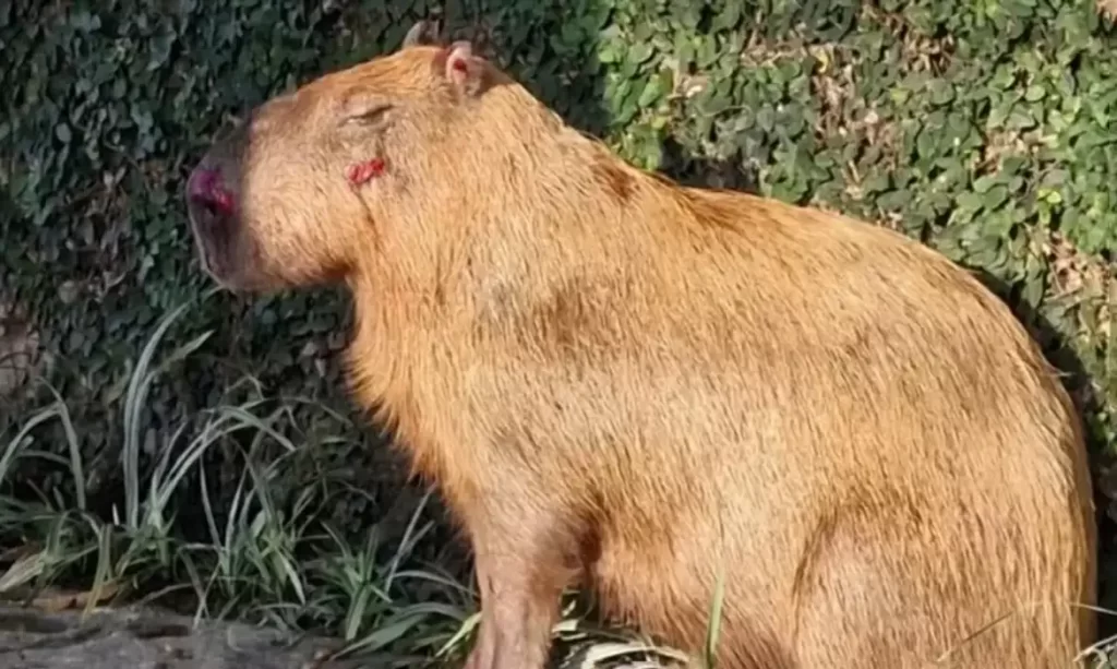 Ministério Público denuncia agressores de capivara no Rio