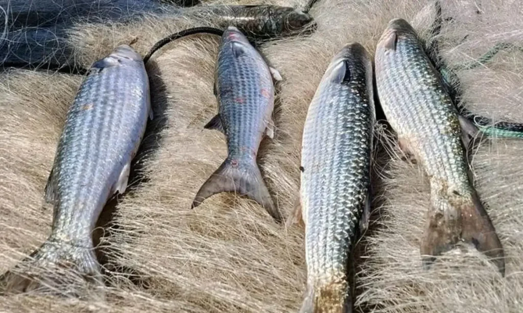 Pesca da tainha é suspensa após atingir limite da cota