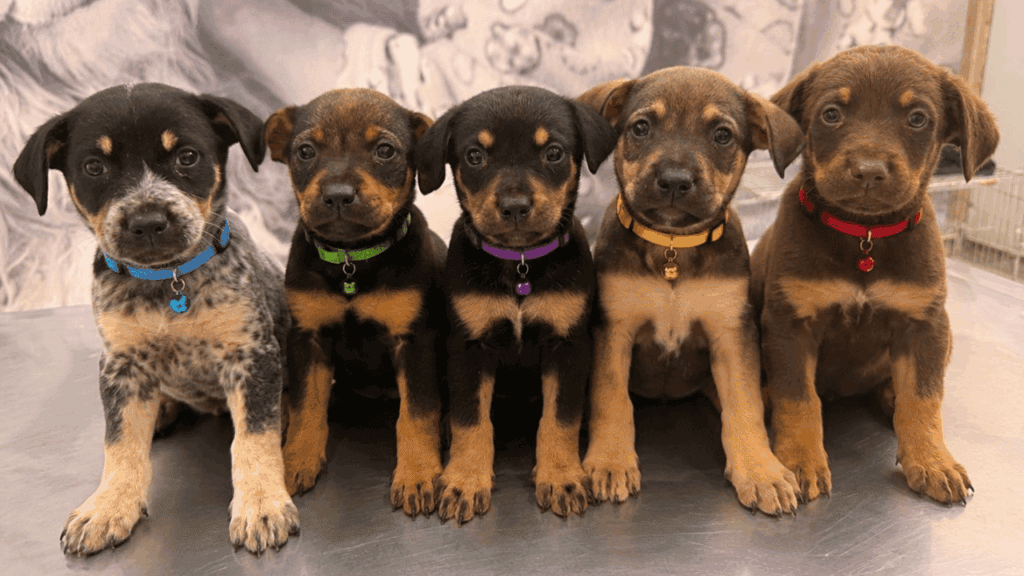Bem-Estar Animal realiza ações com castração, microchipagem e adoção em julho