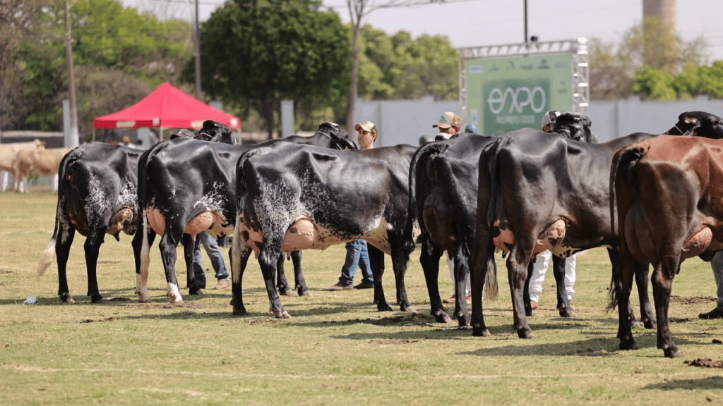 Torneio Leiteiro da EXPO Rio Preto abre inscrições para competição nacional
