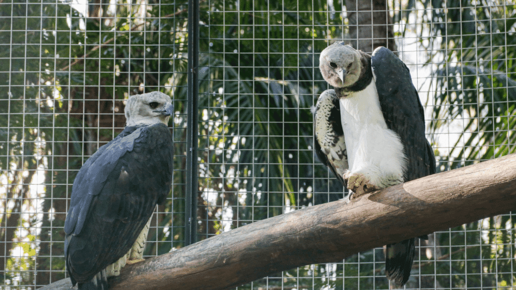Zoobotânico de Rio Preto destaca a harpia em setembro
